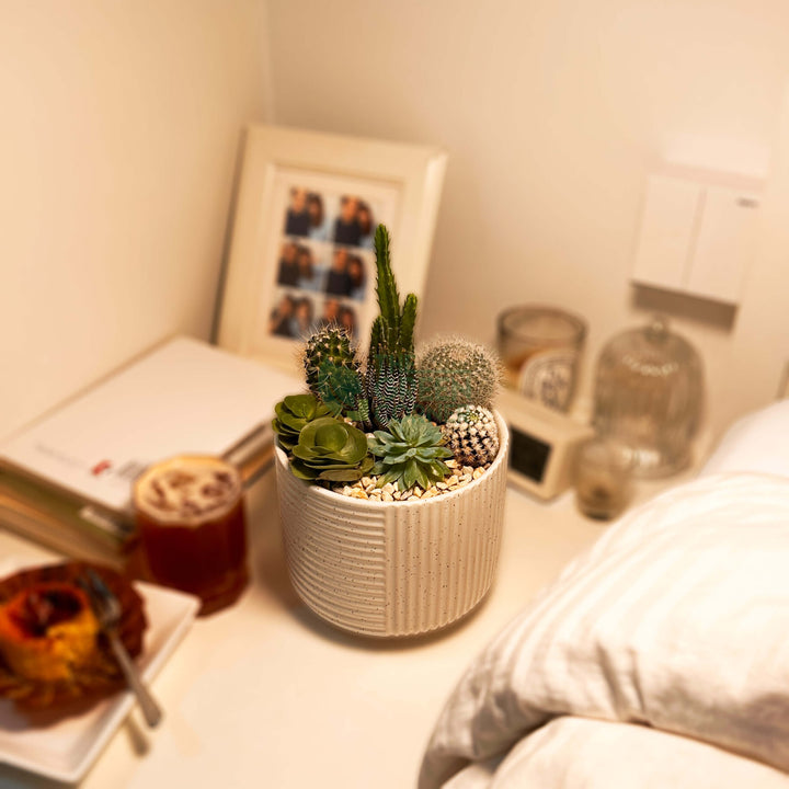 High Noon | Carpe Diem Collection | Live Succulent Arrangement