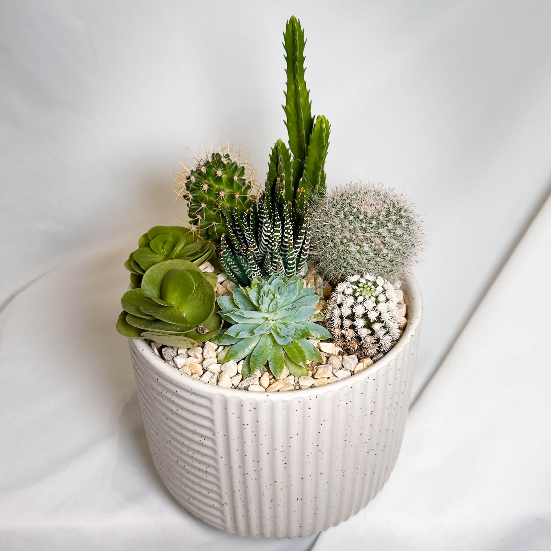 High Noon | Carpe Diem Collection Succulent Arrangement