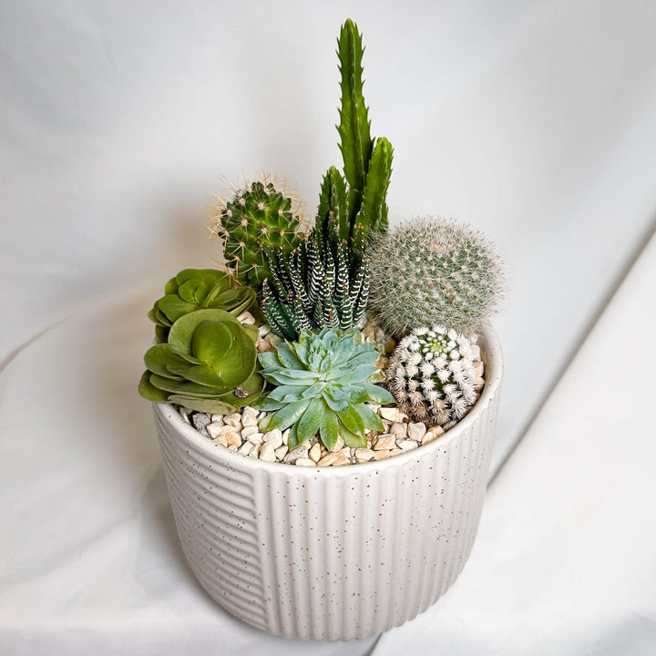 High Noon | Carpe Diem Collection Succulent Arrangement