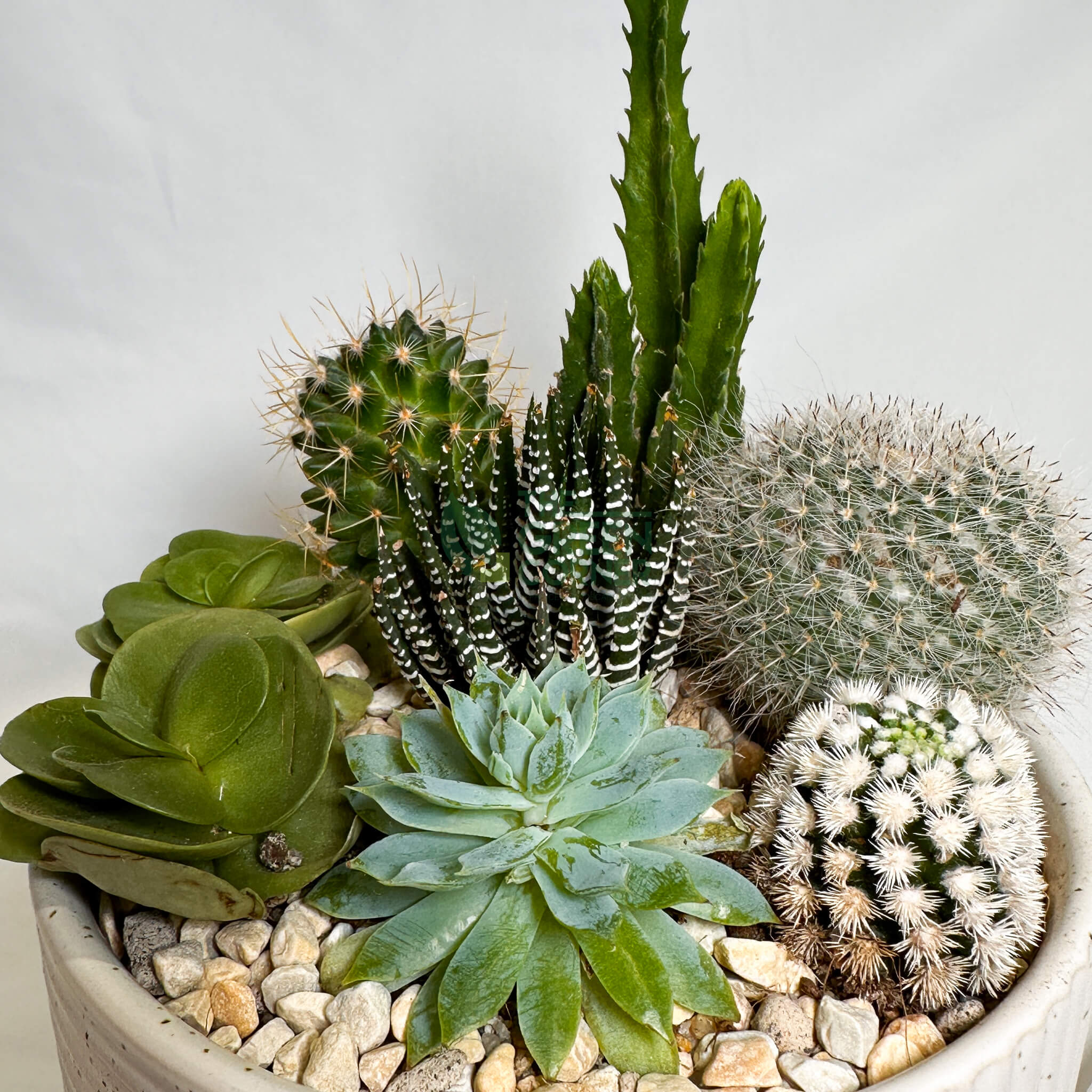 High Noon | Carpe Diem Collection Succulent Arrangement
