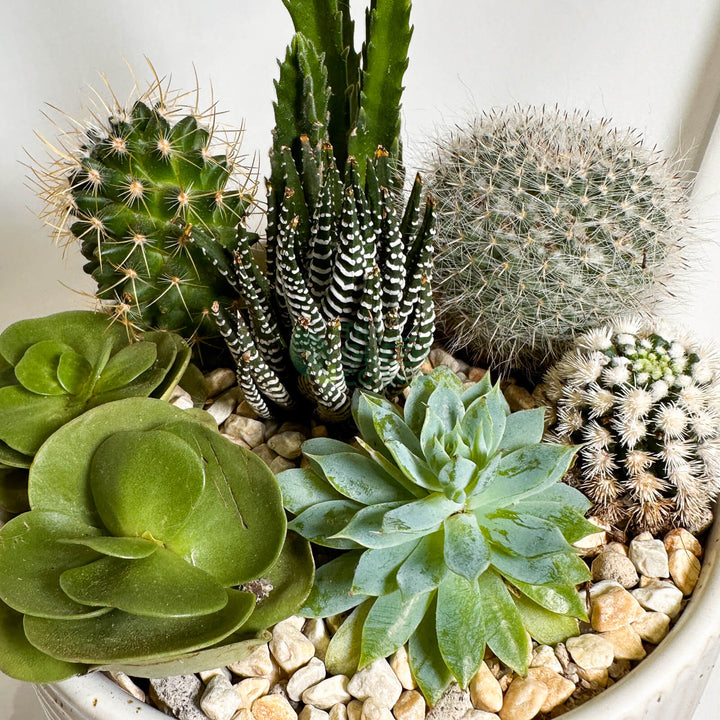 High Noon | Carpe Diem Collection Succulent Arrangement