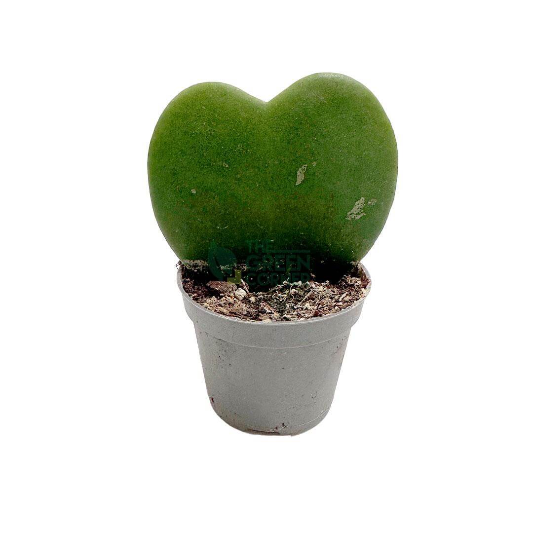 Hoya Kerrii