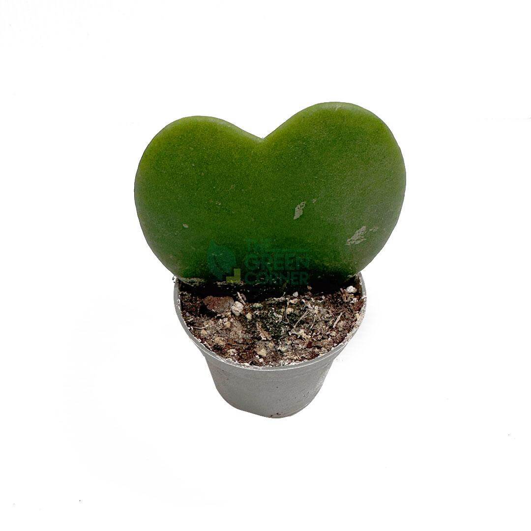 Hoya Kerrii