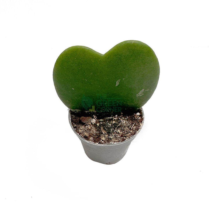 Hoya Kerrii