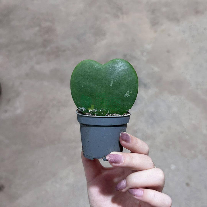 Hoya Kerrii