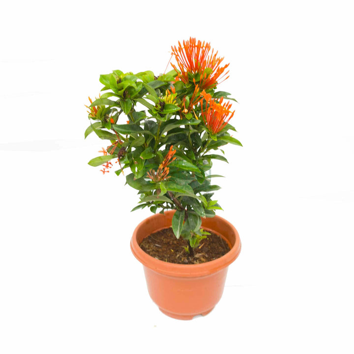 Ixora Red Pot 20cm