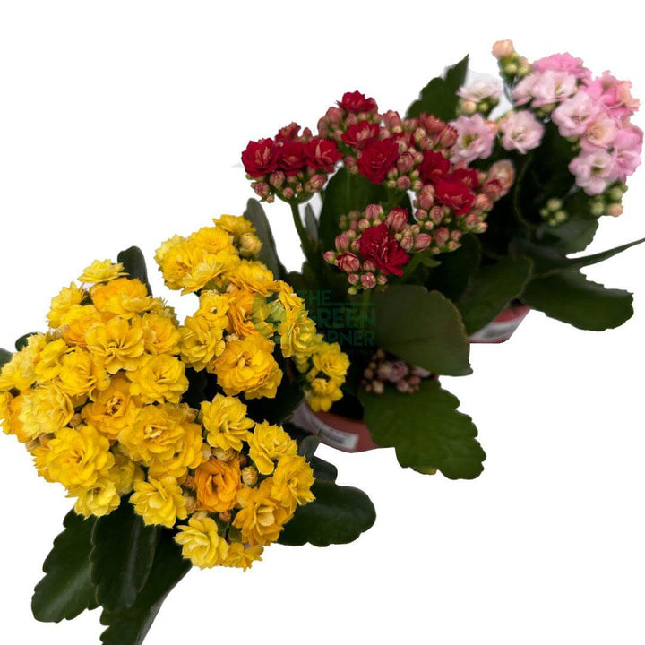 Kalanchoe