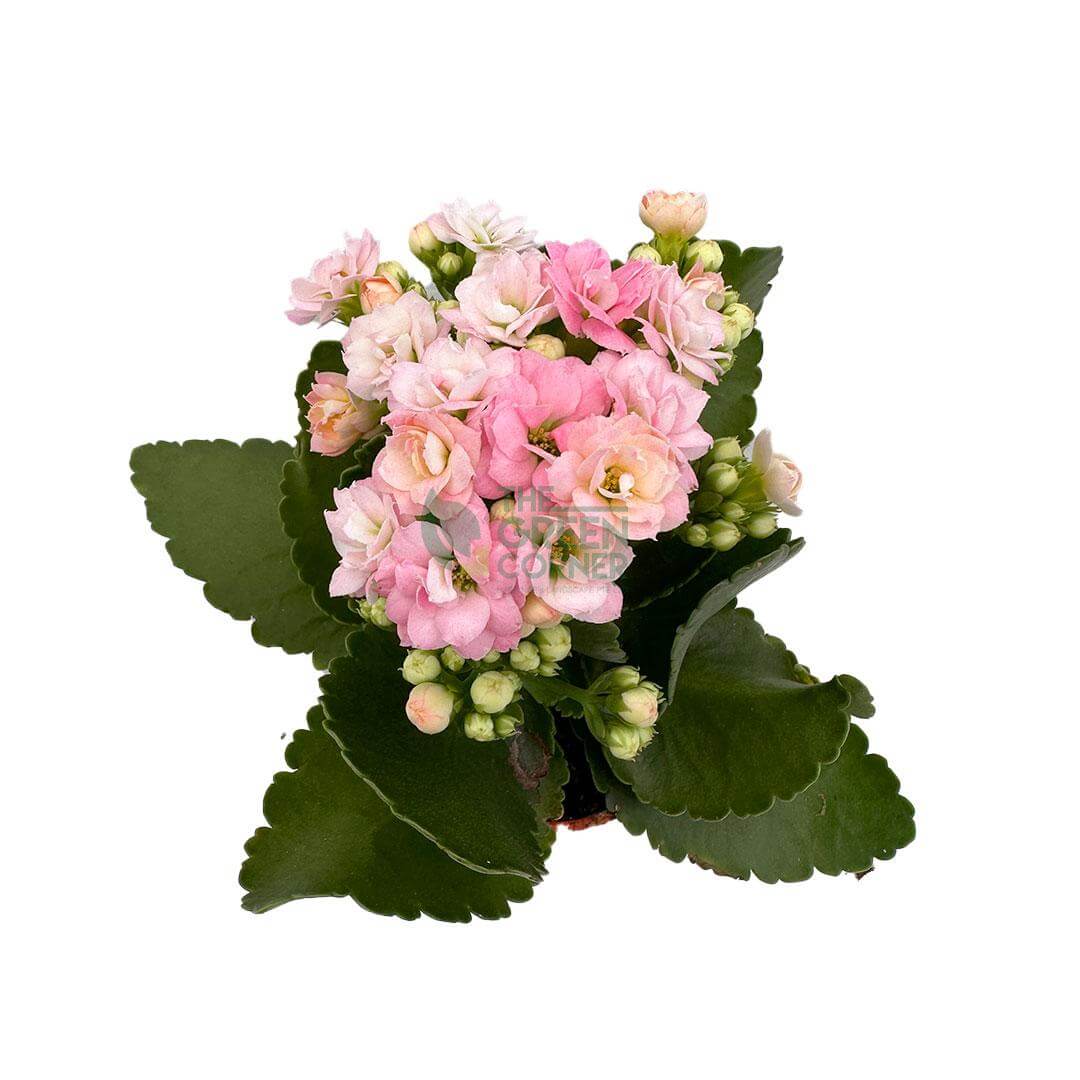 Kalanchoe