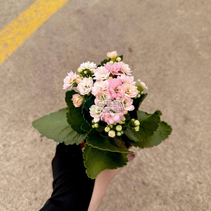 Kalanchoe