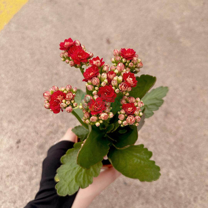 Kalanchoe