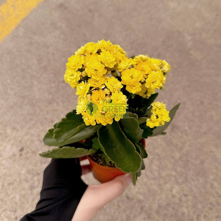 Kalanchoe