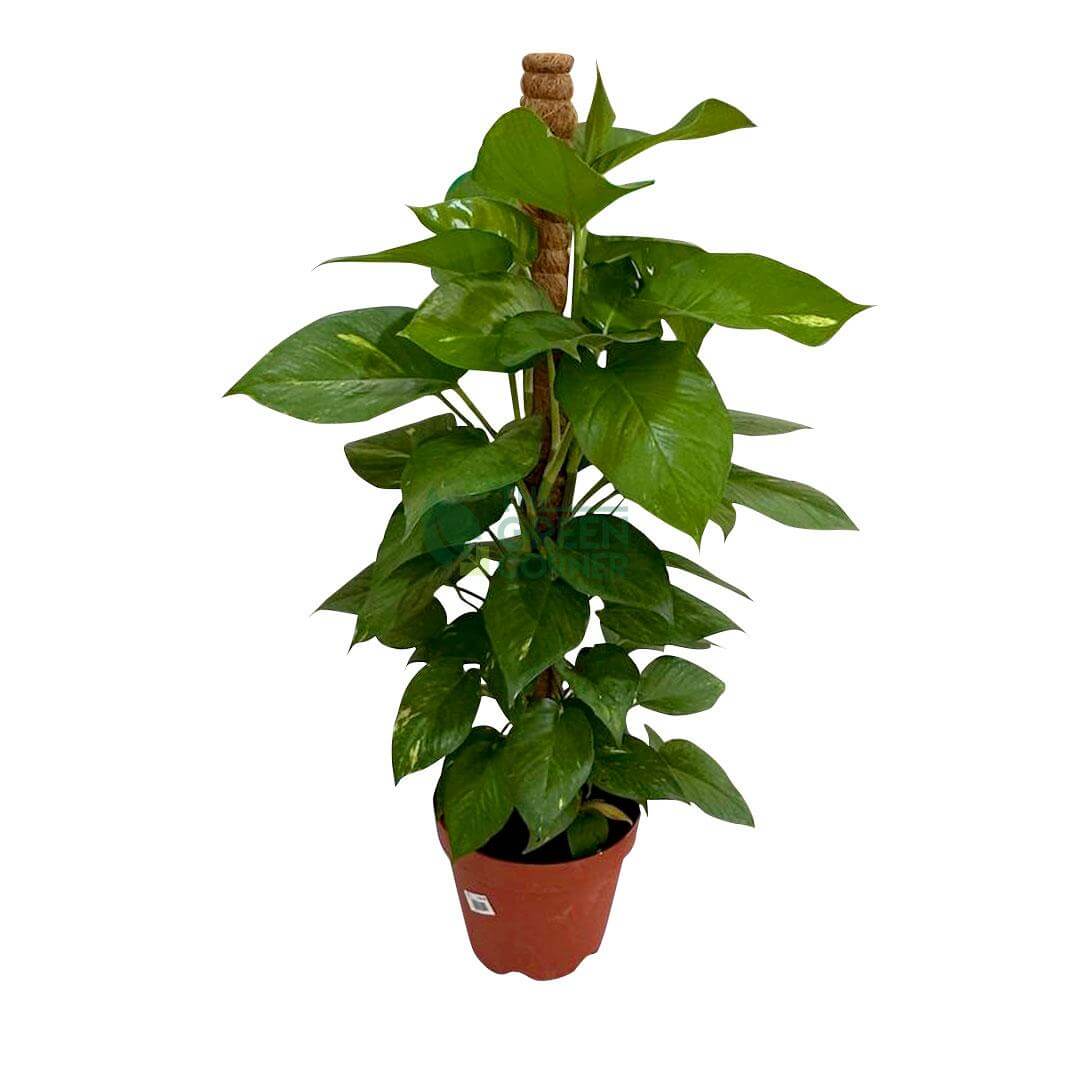 MoneyPlant
