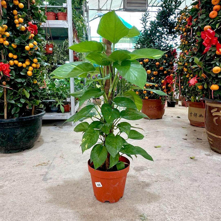 MoneyPlant