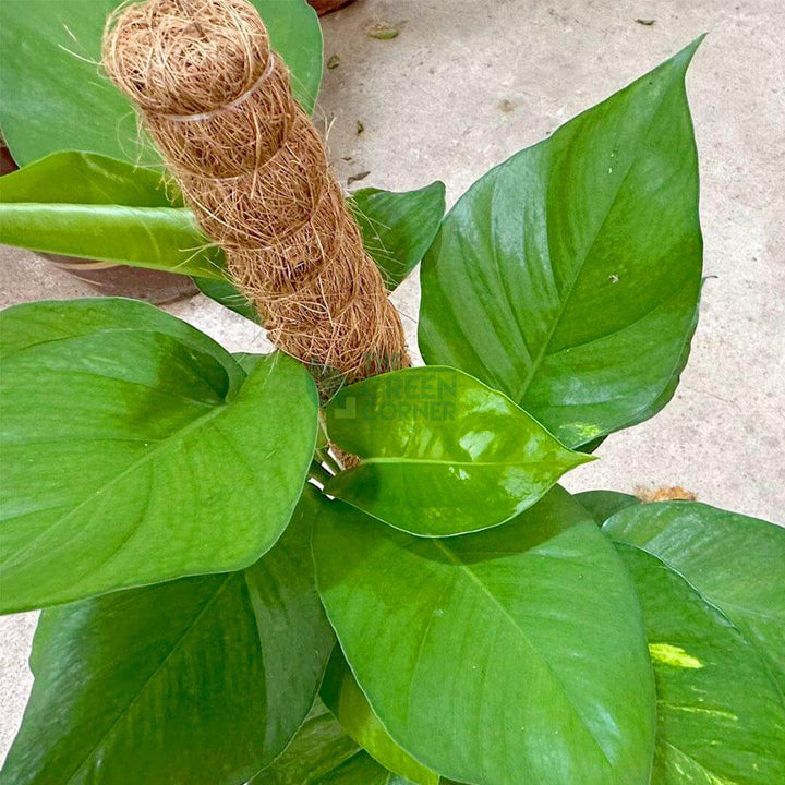 MoneyPlant
