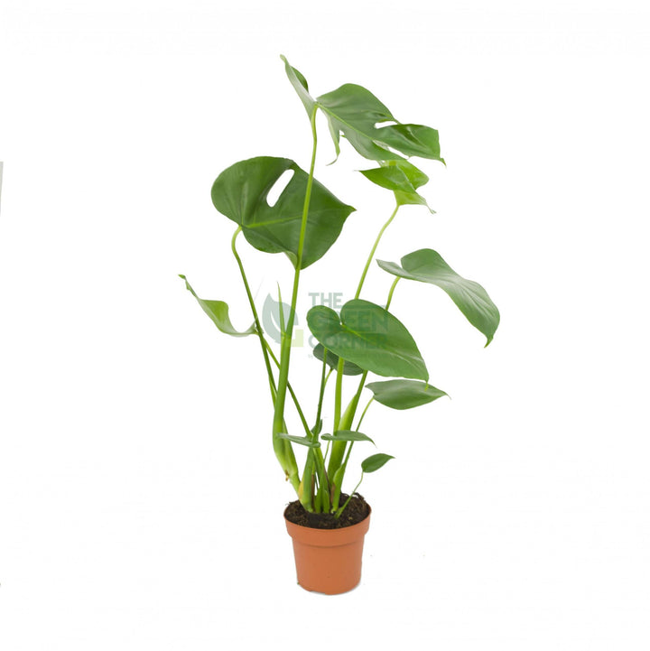 Buy Superb Monstera Deliciosa Plant - The Green Corner