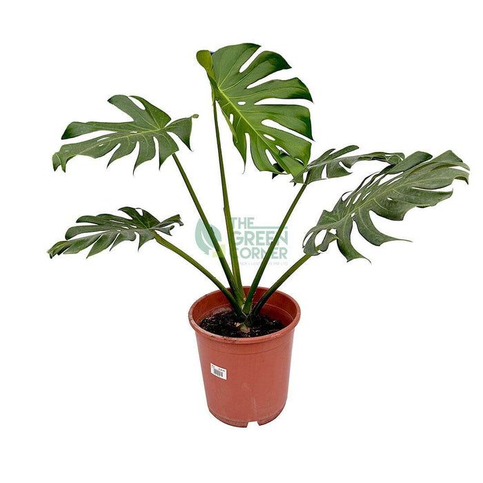 Monstera Deliciosa