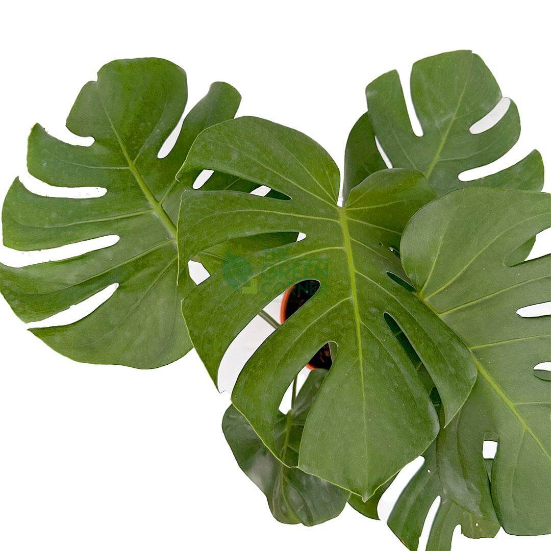 Monstera Deliciosa