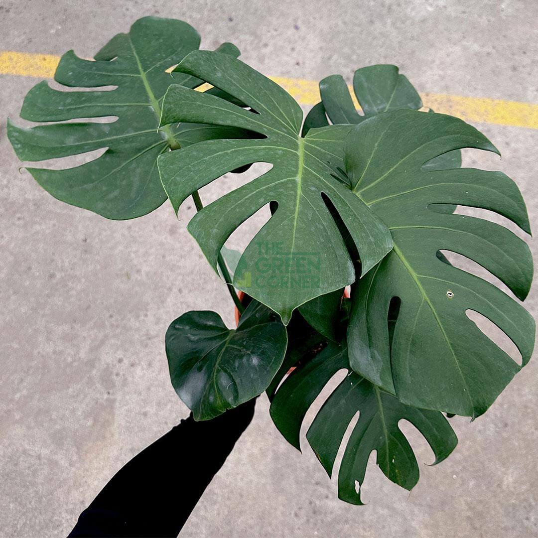 Monstera Deliciosa