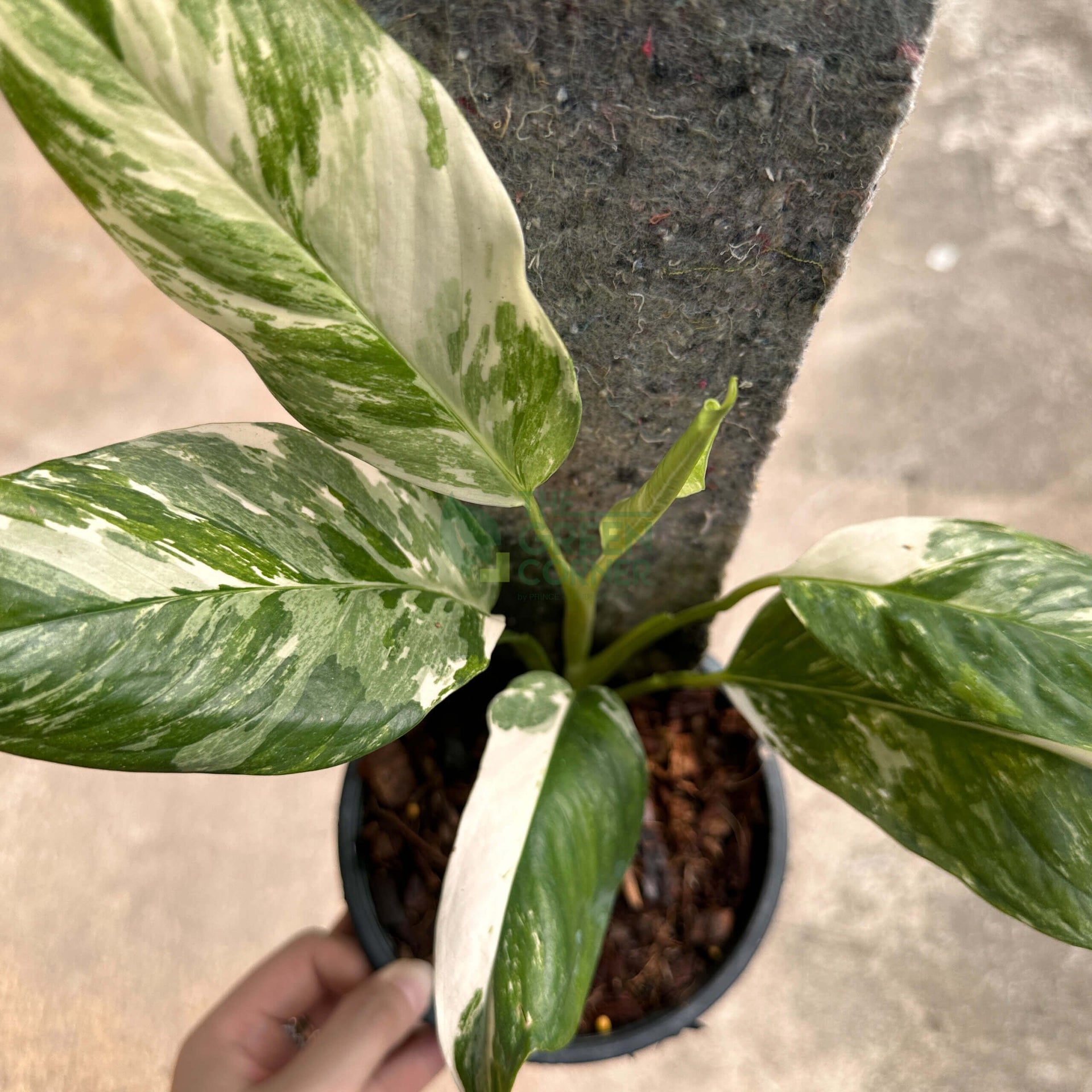 Monstera Lecherina Variegated