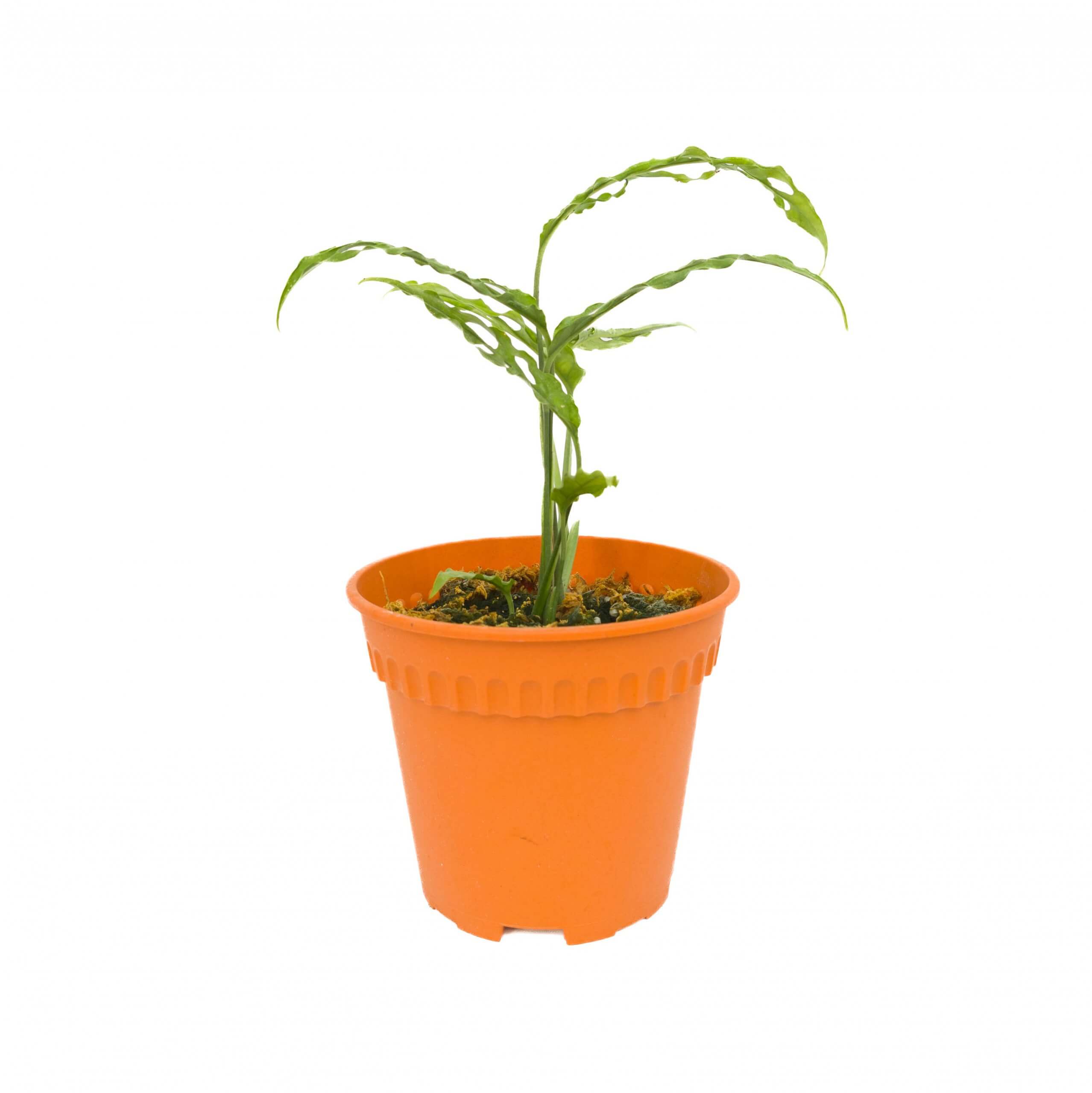 Monstera Obiqua Peru Pot 10 cm