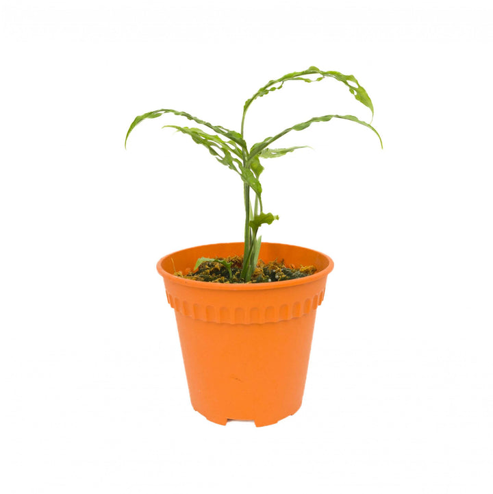 Monstera Obiqua Peru Pot 10 cm