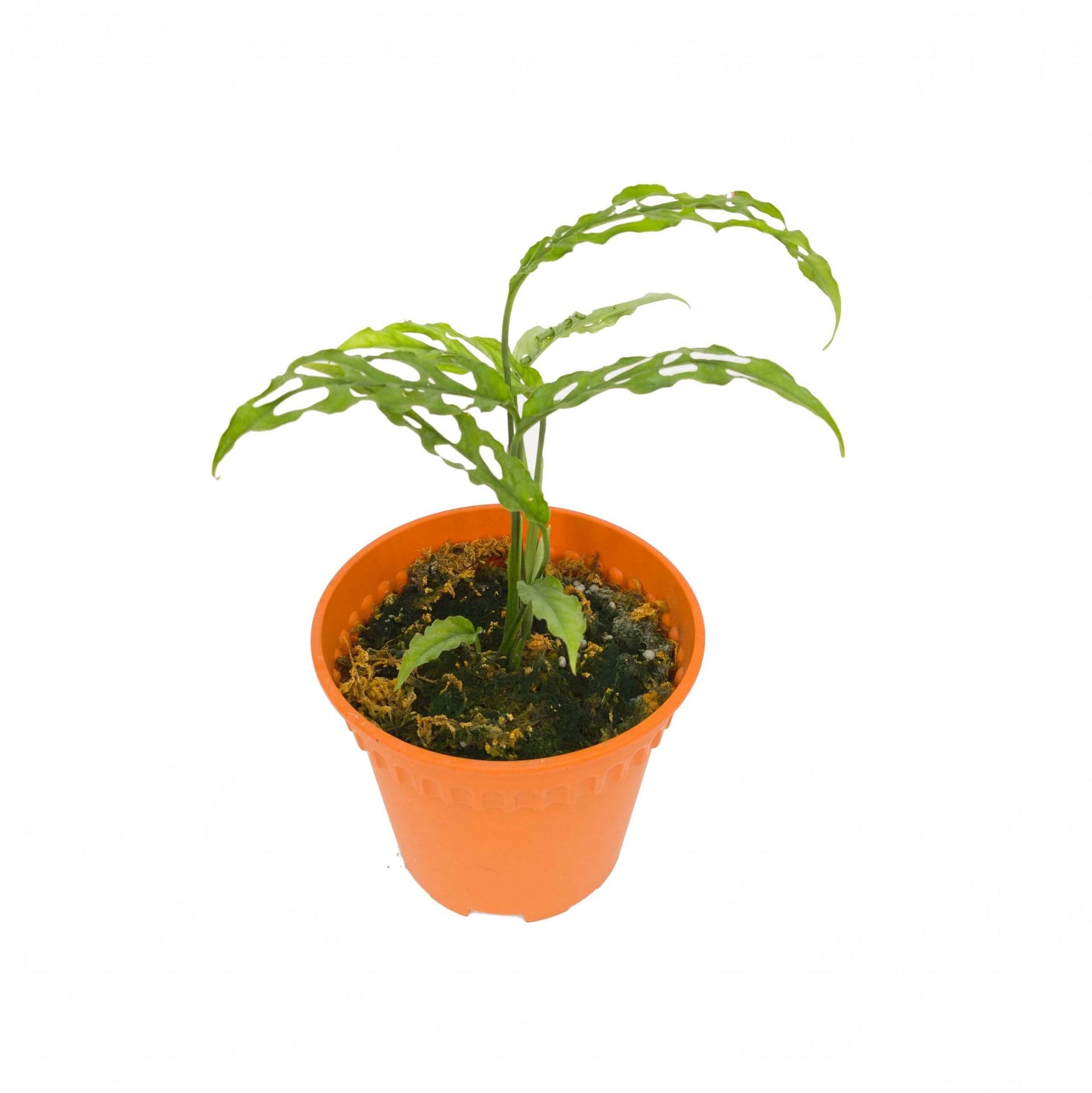 Monstera Obiqua Peru Pot 10 cm
