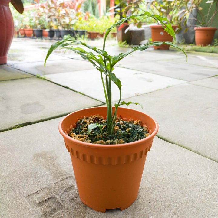 Monstera Obiqua Peru Pot 10 cm