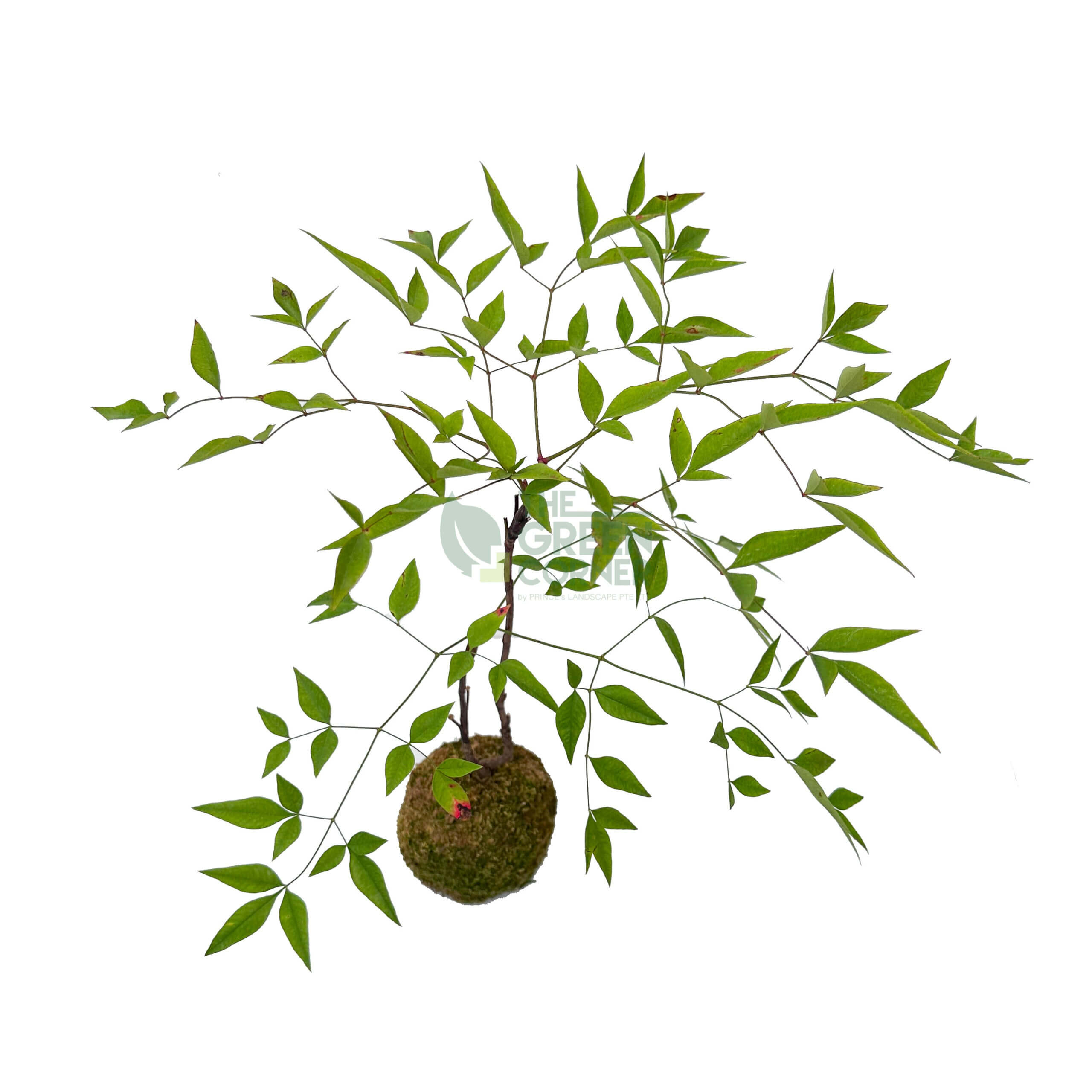 Nandina Domestica Kokedame