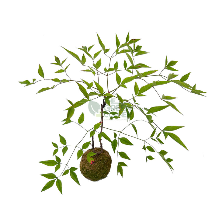 Nandina Domestica Kokedame