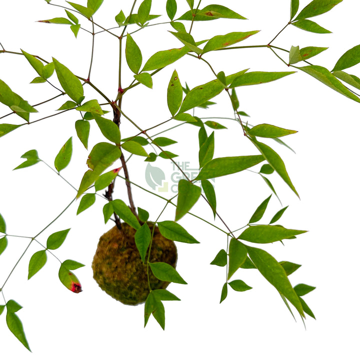 Nandina Domestica Kokedame