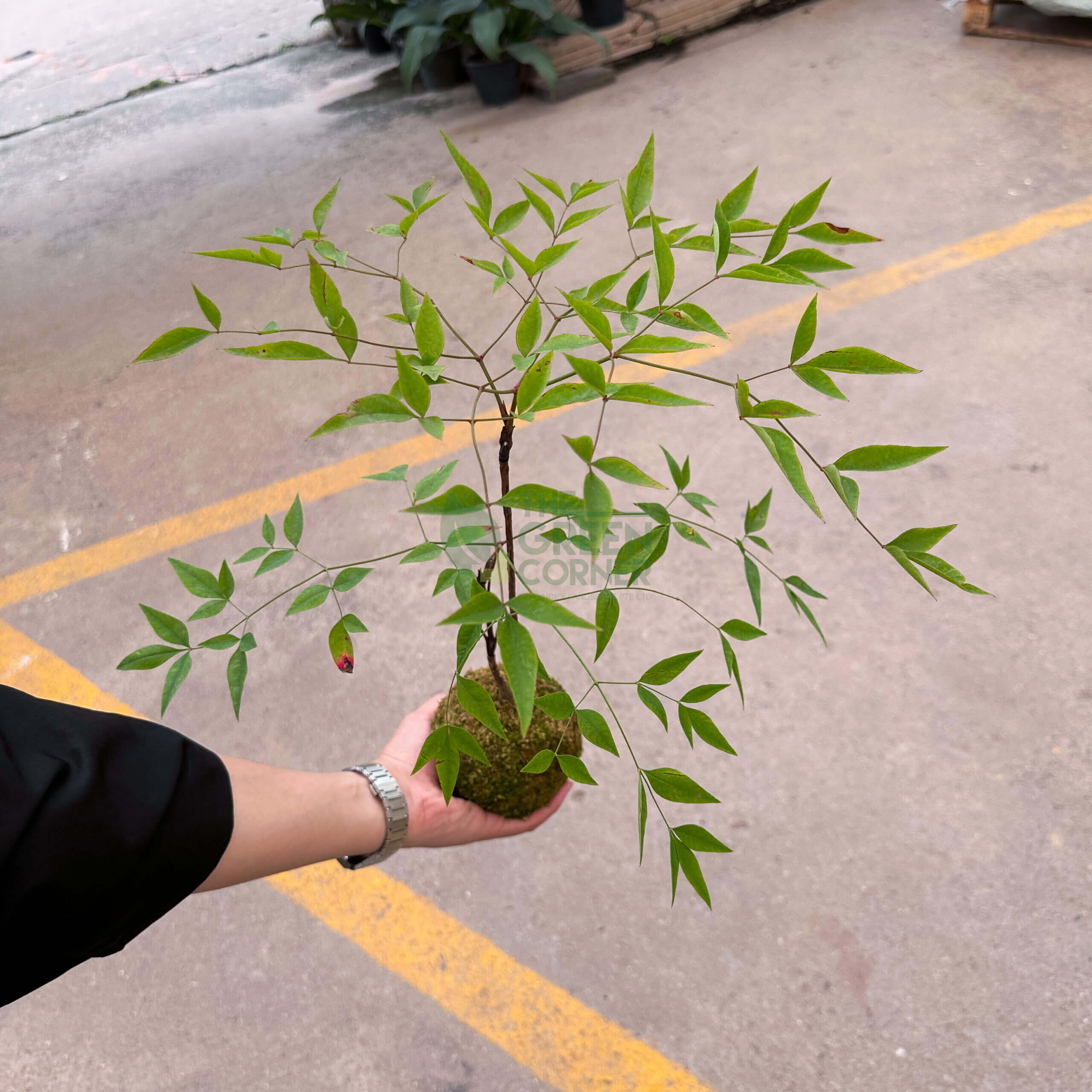 Nandina Domestica Kokedame