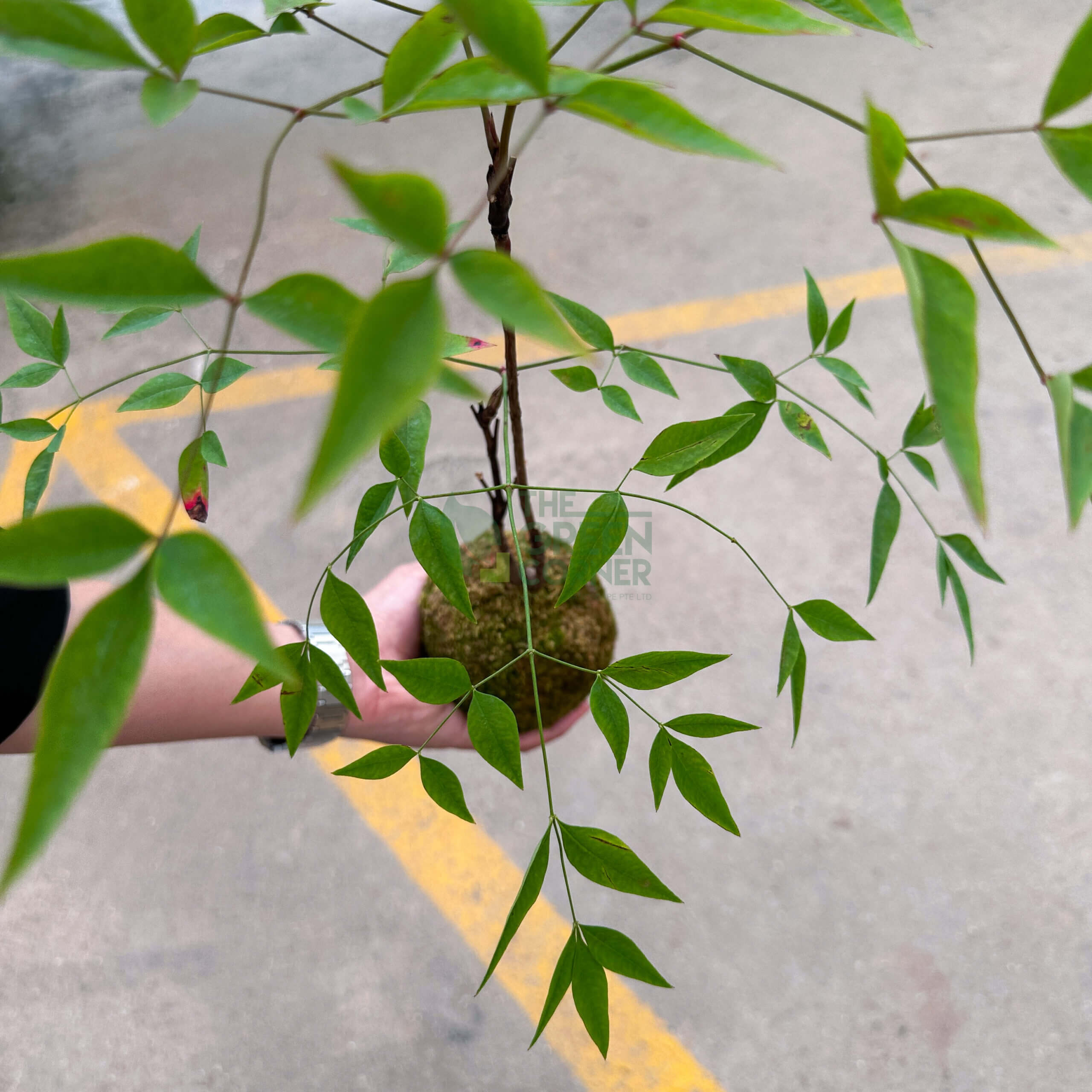 Nandina Domestica Kokedame