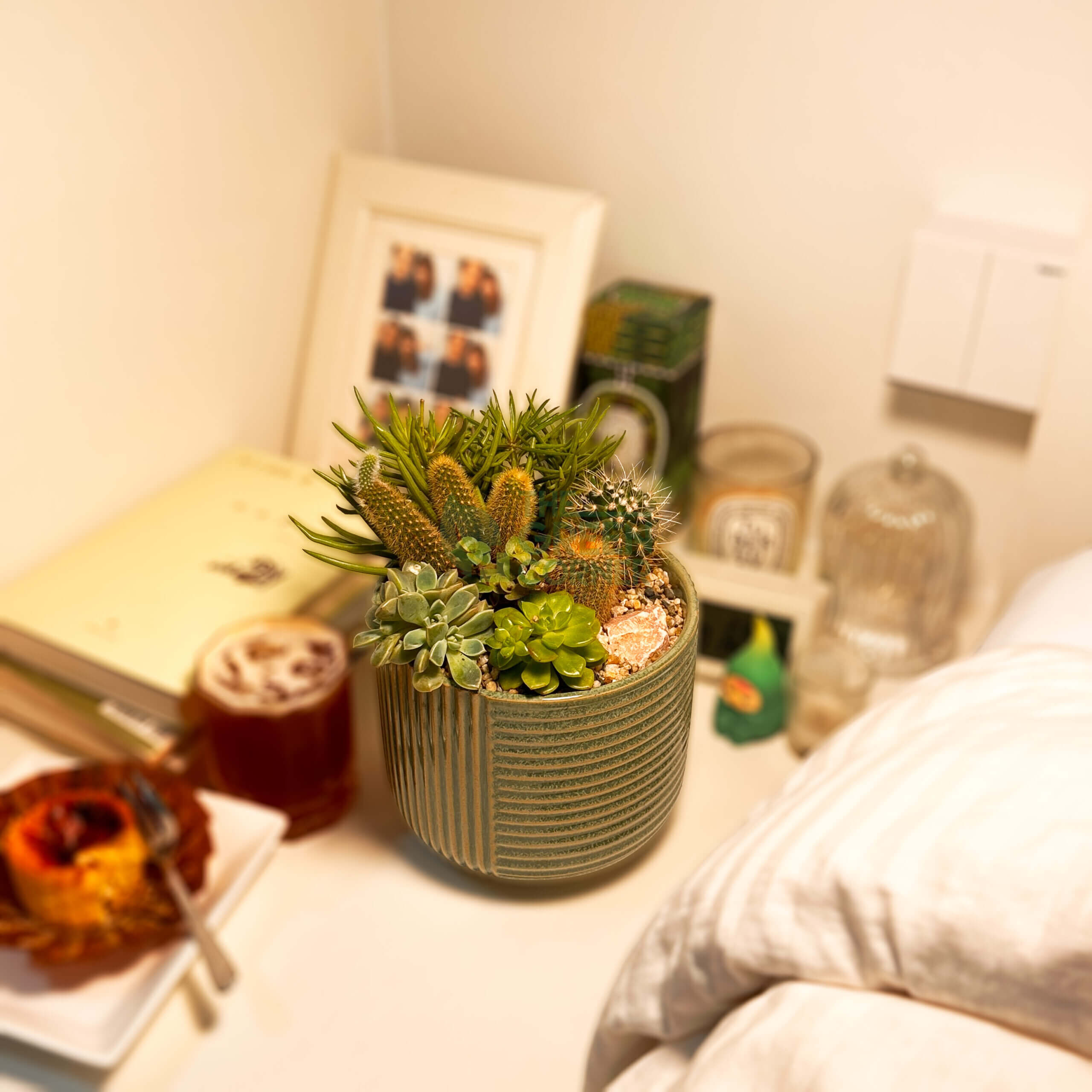 High Noon | Carpe Diem Collection | Live Succulent Arrangement