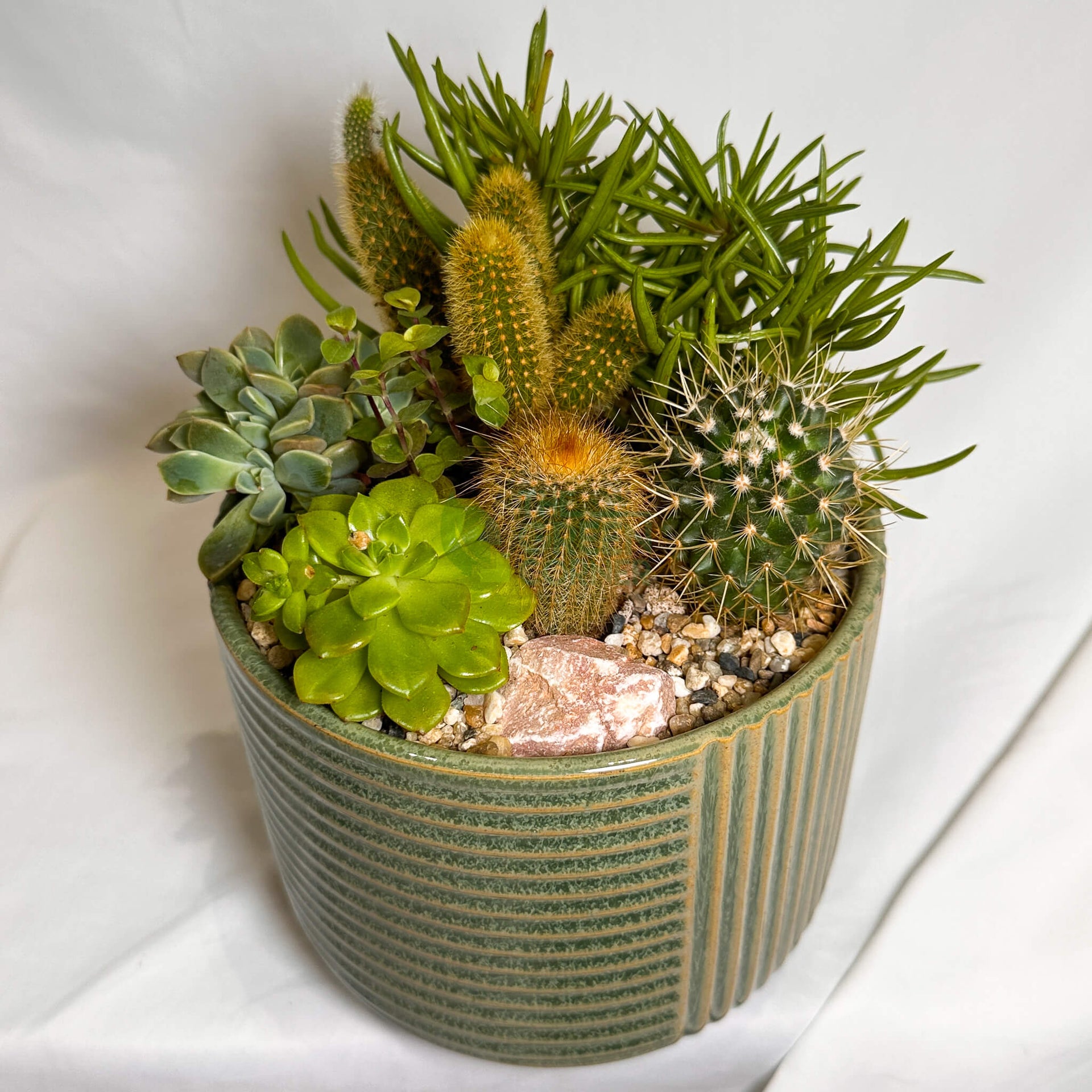 New Day | Carpe Diem Collection Succulent Arrangement