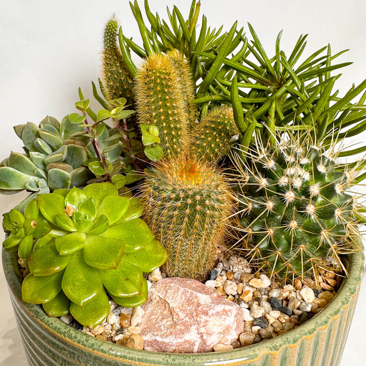 New Day | Carpe Diem Collection Succulent Arrangement