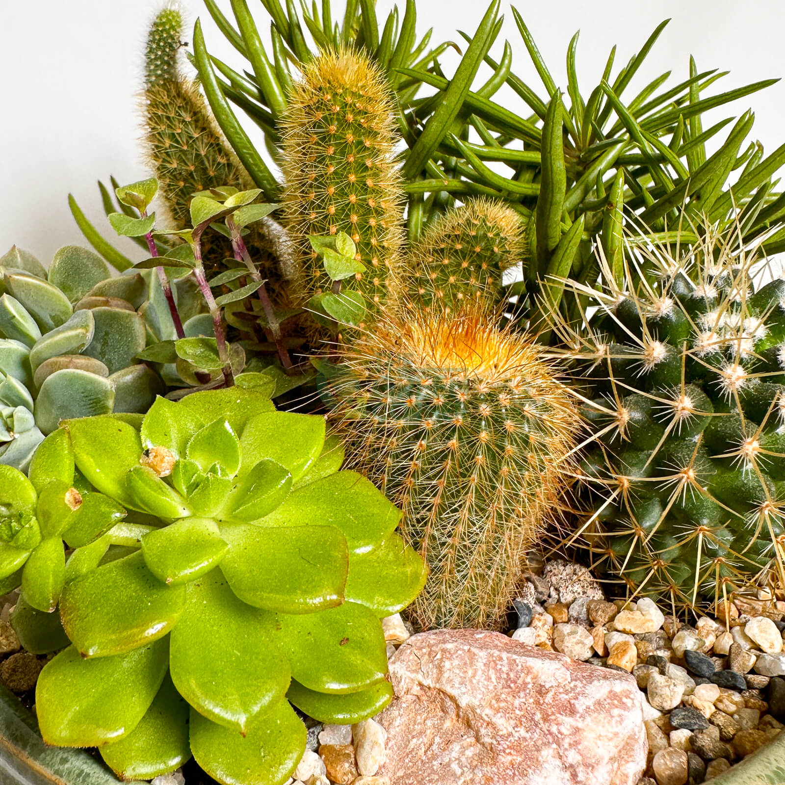 New Day | Carpe Diem Collection Succulent Arrangement