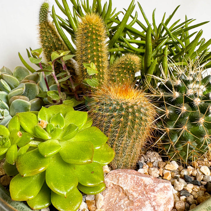New Day | Carpe Diem Collection Succulent Arrangement