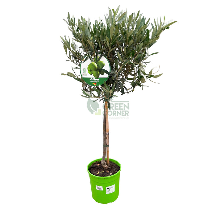 Olea Europaea Olive Tree