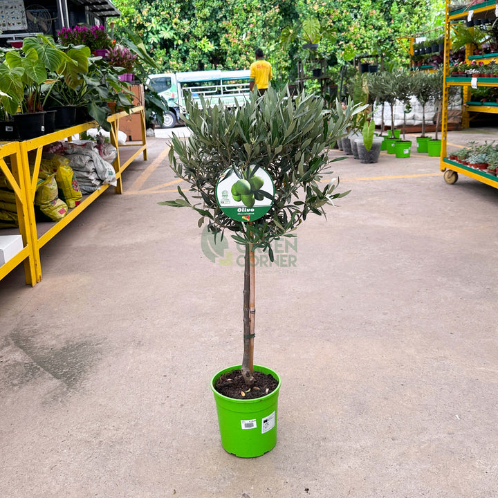 Olea Europaea Olive Tree