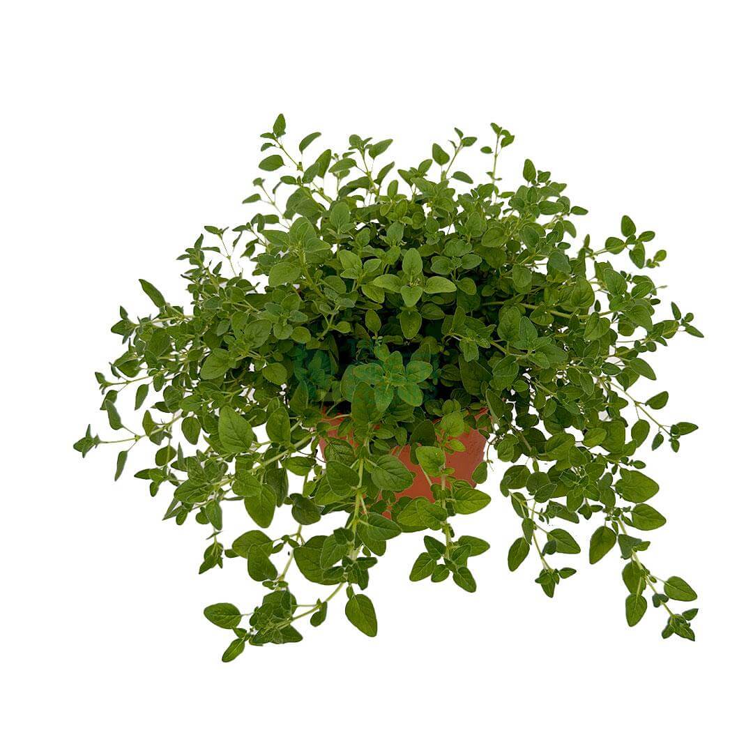 Oregano Plant