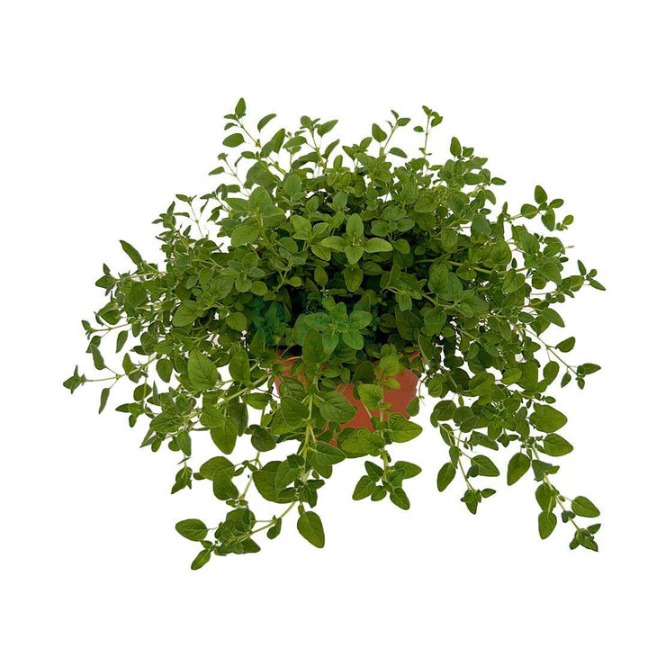 Oregano Plant