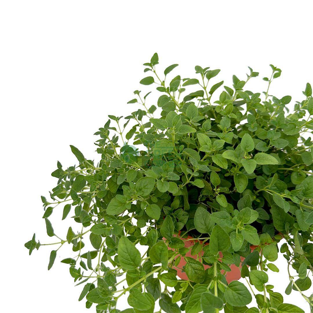 Oregano Plant