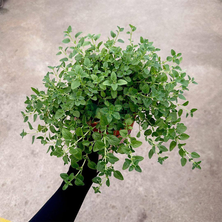 Oregano Plant