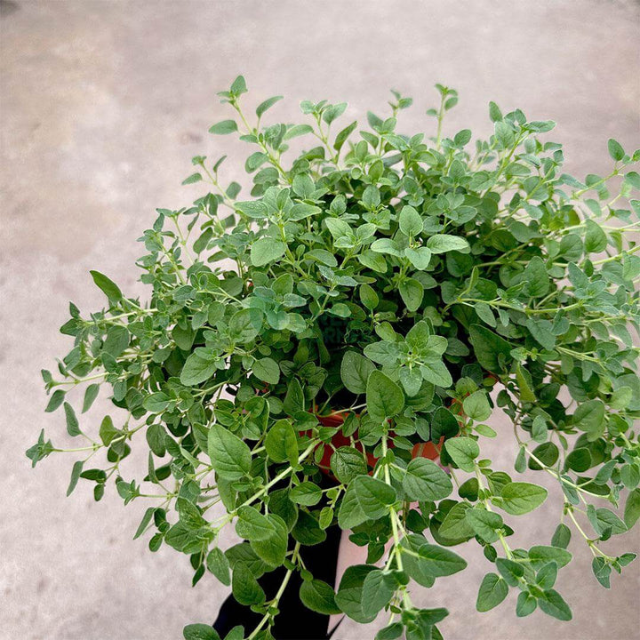 Oregano Plant