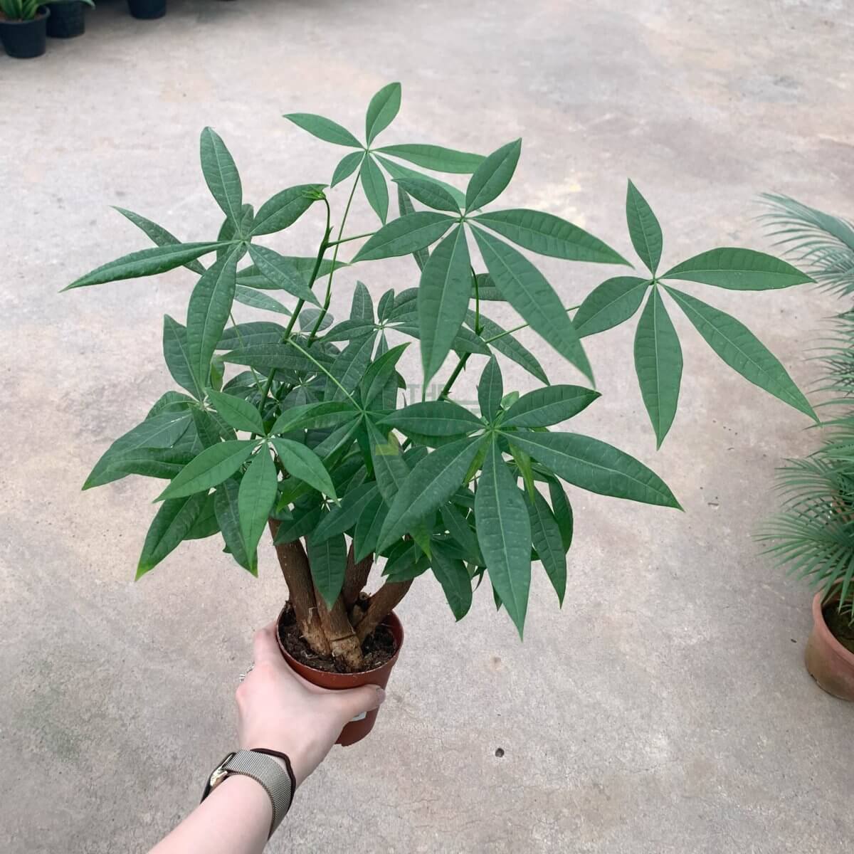 Pachira Aquatica