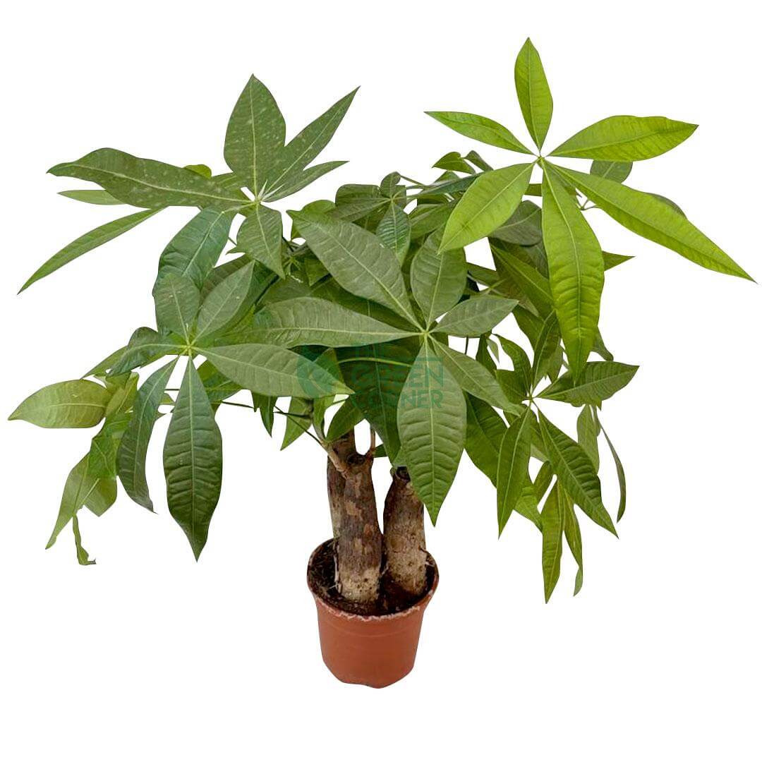 Pachira