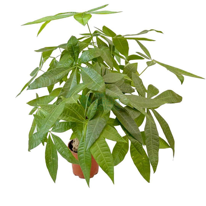 Pachira