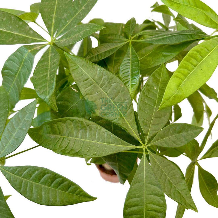 Pachira
