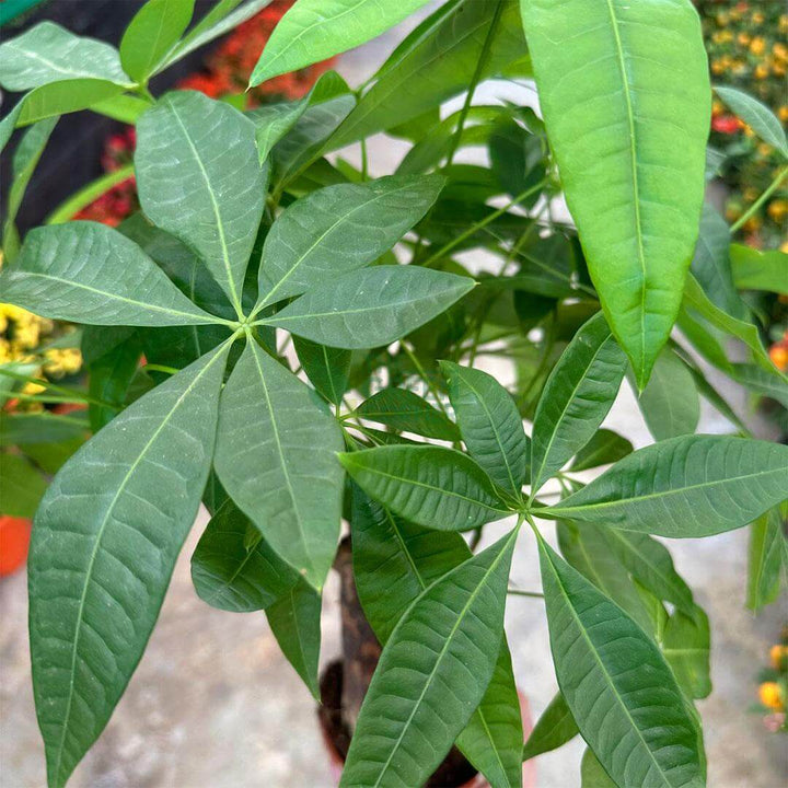 Pachira