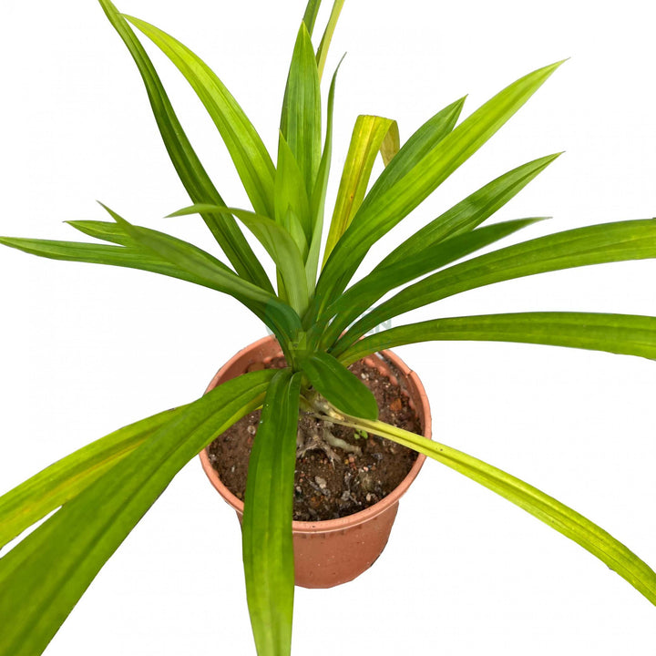 Pandan Plant